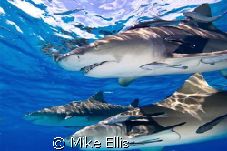 They say "all good things come in three's" in this case i... by Mike Ellis 